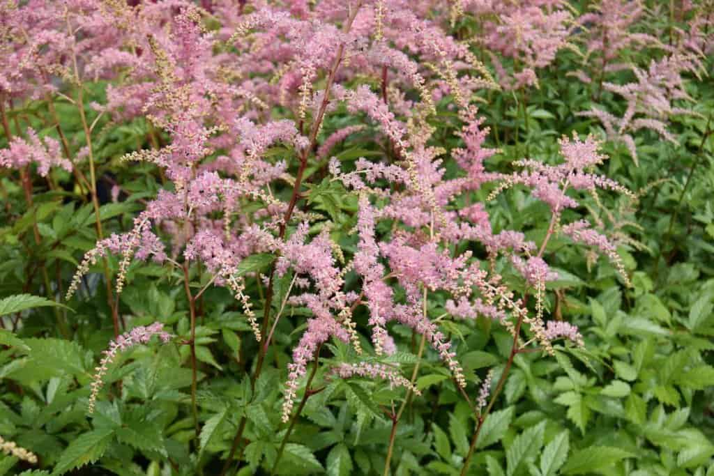 Astilbe x arendsii 'Bressingham Beauty' ---